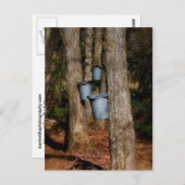 Sap Buckets Postkarte (Vorne/Hinten)