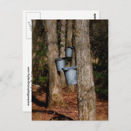 Sap Buckets Postkarte (Vorne/Hinten)