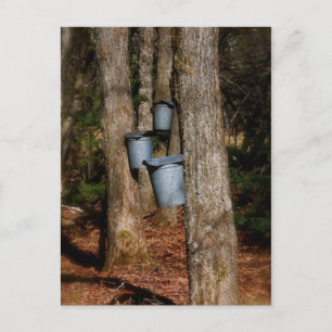 Sap Buckets Postkarte