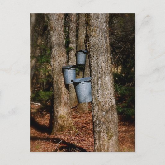 Sap Buckets Postkarte (Vorderseite)