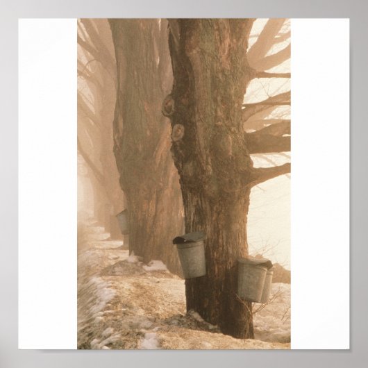 Sap Buckets, Underhill, VT Poster (Vorne)