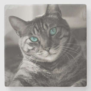 Saphir-Seele Stiller Blick Tabby-Katzenporträt Ste Steinuntersetzer