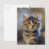 Sapphire Postkarte (Vorne/Hinten)