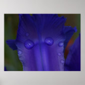 Sapphire Serenity Poster (Vorne)