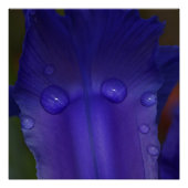 Sapphire Serenity Poster (Vorderseite)