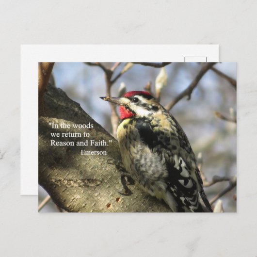 Sapsucker Postkarte (Vorne/Hinten)