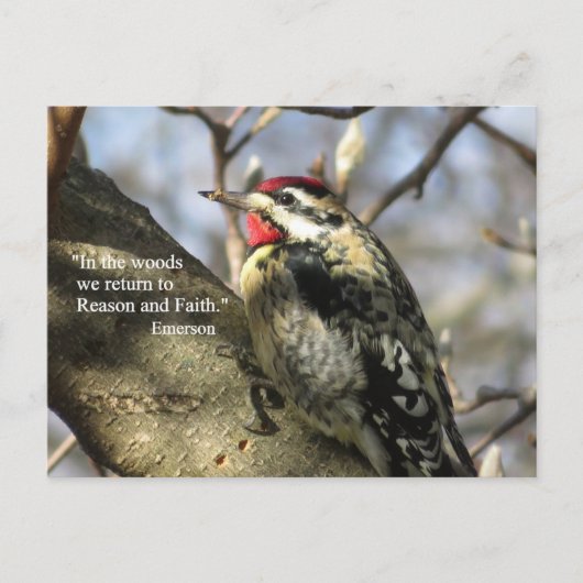 Sapsucker Postkarte (Vorderseite)