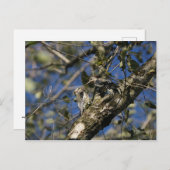 Sapsucker Postkarte (Vorne/Hinten)