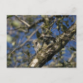 Sapsucker Postkarte (Vorderseite)