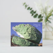 Sara Perkins Frog Rock Postkarte (Stehend Vorderseite)
