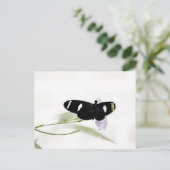 Sara Postcard Postkarte (Stehend Vorderseite)