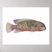 Sarabia cichlid poster (Vorne)