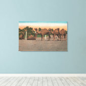 Sarasota, Florida - Kamele bei Ringling Bros Leinwanddruck (Insitu (Holzboden))