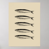 Sardinen Fisch Poster (Vorne)