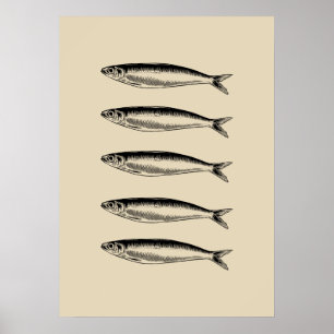 Sardinen Fisch Poster