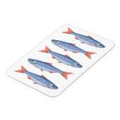 Sardinen Magnet (Linke Seite)