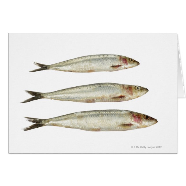 Sardinen (Pilchards) 2 (Vorderseite (Horizontal))