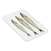 Sardinen (Pilchards) 2 Magnet (Rechte Seite)