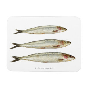 Sardinen (Pilchards) 2 Magnet
