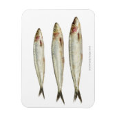 Sardinen (Pilchards) 2 Magnet (Vertikal)
