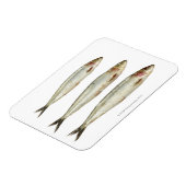 Sardinen (Pilchards) 2 Magnet (Linke Seite)