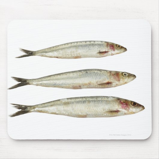 Sardinen (Pilchards) 2 Mousepad (Vorne)