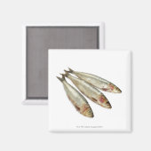 Sardinen (Pilchards) Magnet (Vorderseite/Rückseite)