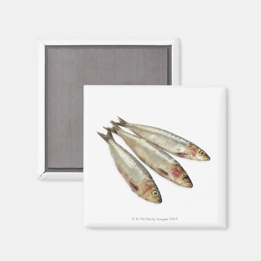 Sardinen (Pilchards) Magnet (Vorderseite/Rückseite)