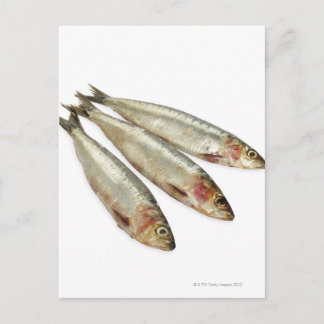Sardinen (Pilchards) Postkarte