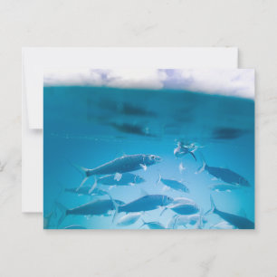 Sardinen schwimmen im klaren, blauen Wasser Postkarte