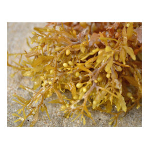 Sargasso-Algen aus Narrowleaf am Sandstrand Fotodruck