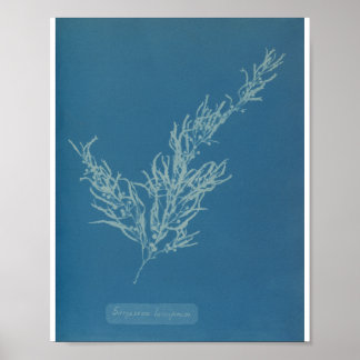 Sargassum bacciferum von Anna Atkins Poster