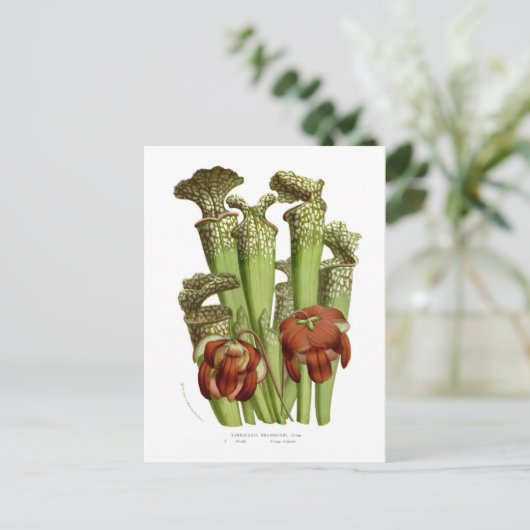 Sarracenia drummundi postkarte (Stehend Vorderseite)