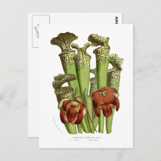 Sarracenia drummundi postkarte (Vorne/Hinten)