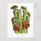 Sarracenia drummundi postkarte (Vorderseite)