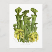 Sarracenia flava postkarte (Vorderseite)