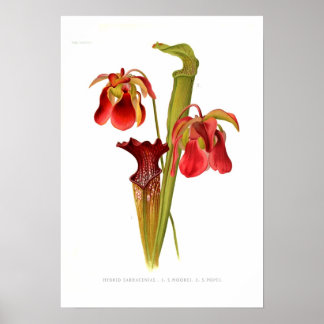 Sarracenia-Hybriden Poster