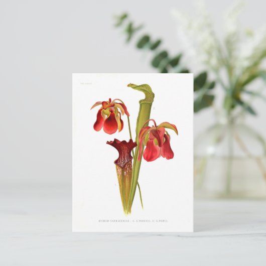 Sarracenia-Hybriden Postkarte (Stehend Vorderseite)