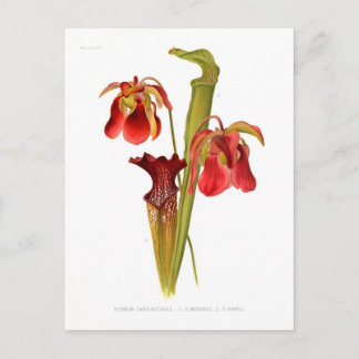 Sarracenia-Hybriden Postkarte