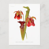Sarracenia-Hybriden Postkarte (Vorderseite)