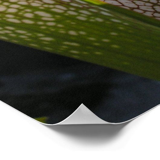 Sarracenia leucophylla Foto Poster Wall Art (Ecke)