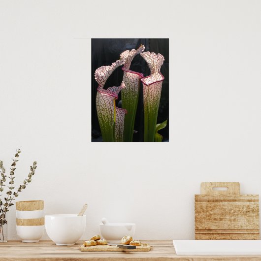 Sarracenia leucophylla Foto Poster Wall Art (Küche)