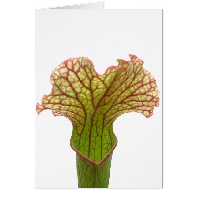 Sarracenia Pitcher-Pflanze (Vorne)
