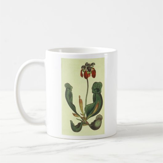 Sarracenia purpurea Buchhandlung Promo Kaffeetasse (Links)