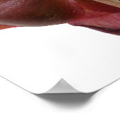 Sarracenia purpurea Pitcher Pflanze Blume Poster (Ecke)