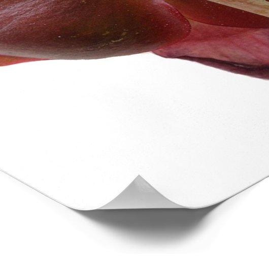 Sarracenia purpurea Pitcher Pflanze Blume Poster (Ecke)