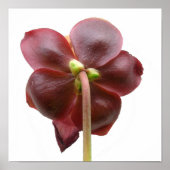 Sarracenia purpurea Pitcher Pflanze Blume Poster (Vorne)