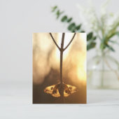 Sarurnia pavonia postkarte (Stehend Vorderseite)