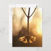 Sarurnia pavonia postkarte (Vorne/Hinten)