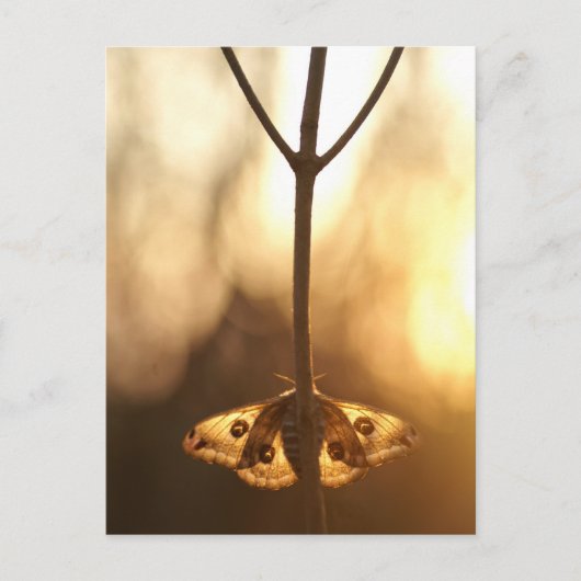 Sarurnia pavonia postkarte (Vorderseite)